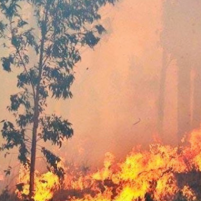 c-c-incendio-chiquitania-bolivia-400978-0bb2-403914-039E