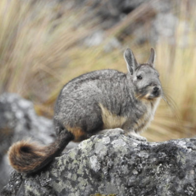 c-viscacha-403783-5FE4