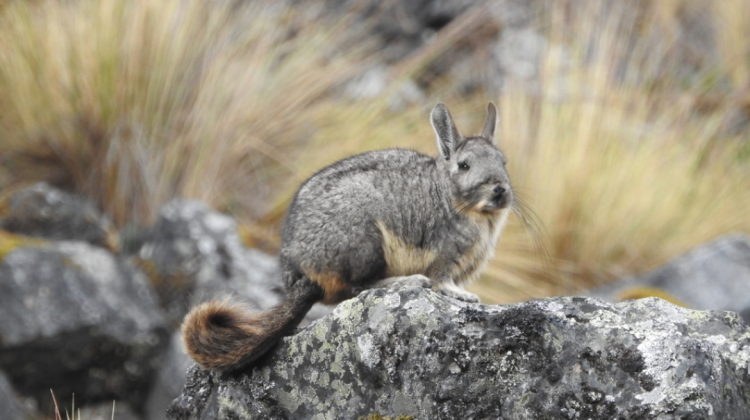 c-viscacha-403783-5FE4