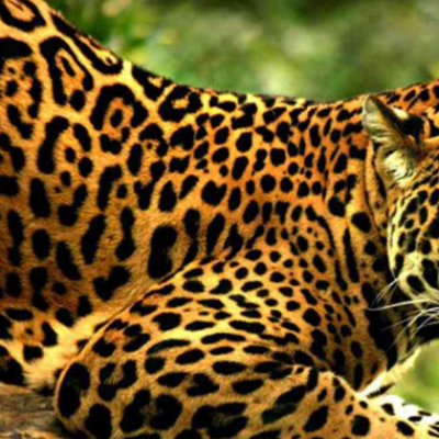c-jaguarenarbol-408013-97B0