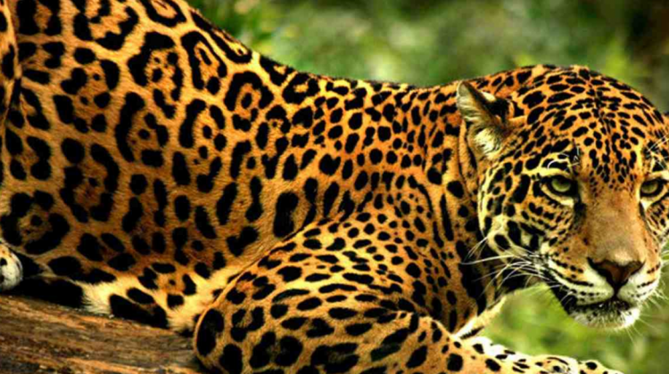 c-jaguarenarbol-408013-97B0