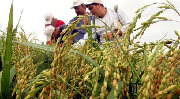 santacruz.agricultura_0
