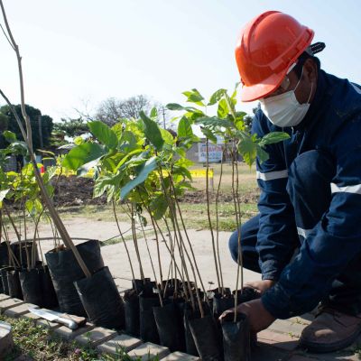 REFORESTACION
