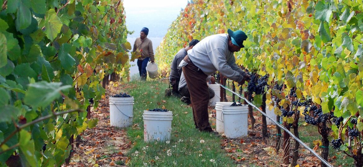Soter Mineral Springs Vineyard harvest 2008