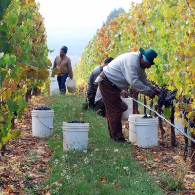 Soter Mineral Springs Vineyard harvest 2008