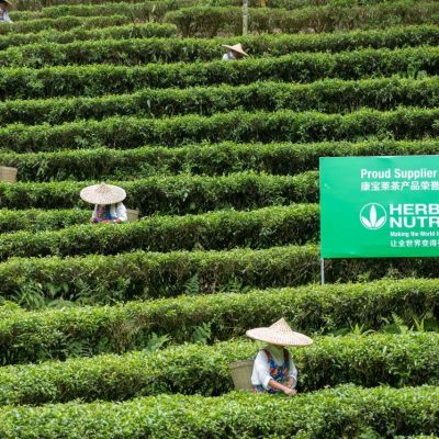 Workers harvesting leaves in a tea field