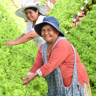 Personas cultivando fortalizas y verduras (2)